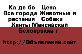 Ка де бо › Цена ­ 25 - Все города Животные и растения » Собаки   . Ханты-Мансийский,Белоярский г.